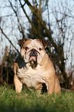 BULLDOG ANGLAIS 150